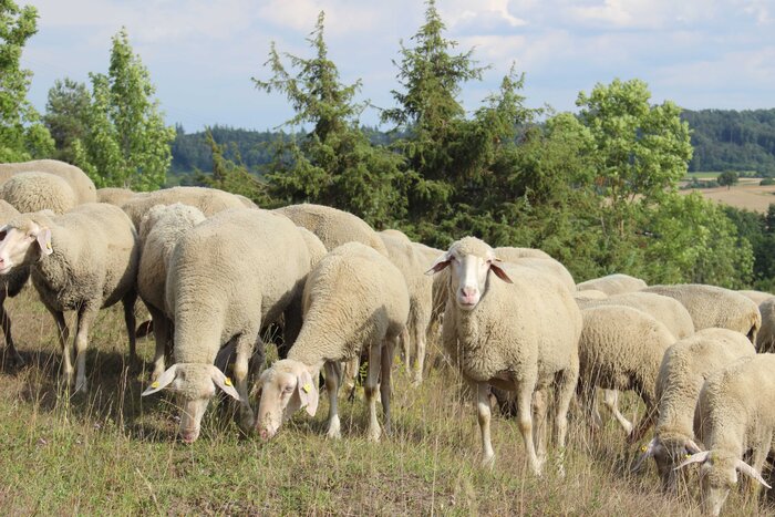 Schafherde auf Hutung