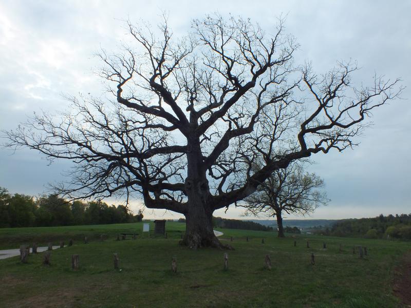 Die Kreuzeiche als einer der ältesten Bäume der Frankenhöhe bei Hürbel am Rangen