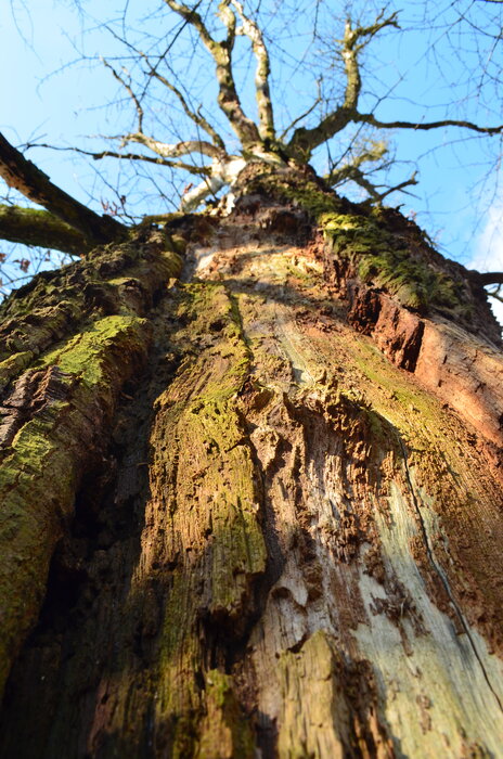 Toter Baum mit morschen Anteilen als Illustration zu "Totholz als Lebensraum"