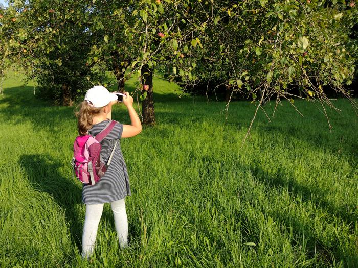 Kind beim fotografieren eines Streuobstbaumes